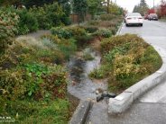 Image of a stormwater curb cut with marsh vegetation